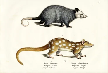 Zarigüeya de Azara, 1824